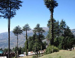 patnitop_1517208999.jpg